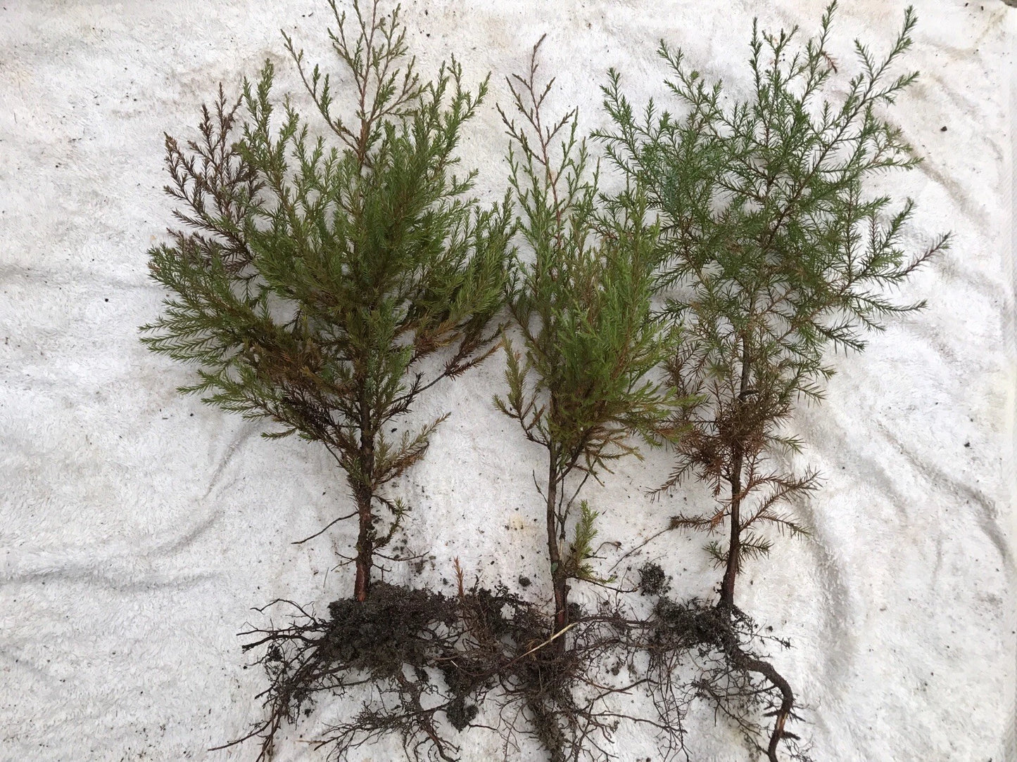 Southeastern Red Cedar Trees Seedlings 10-14" Bare Root Live Plants (Juniperus virginiana) - Set of 3