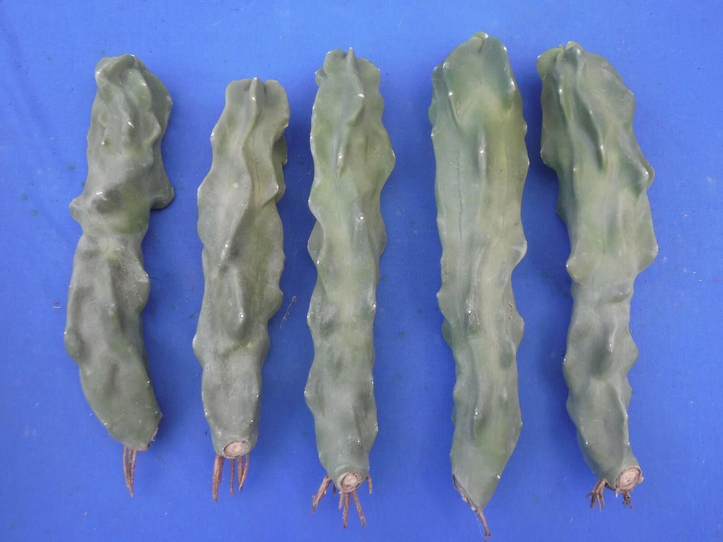 Totem Pole Cactus Cutting 8"-10" Thin Form Lophocereus schottii Unrooted, Easy to Root Cactus Plant, Indoor Garden Decor