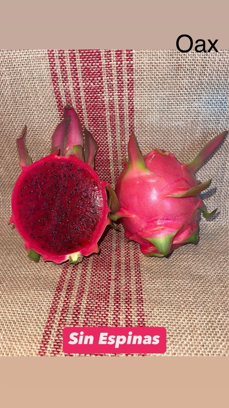 Dragon Fruit Cuttings - Mature Thornless Variety "Sin Espinas" - Self-Fertile (Hylocereus undatus)
