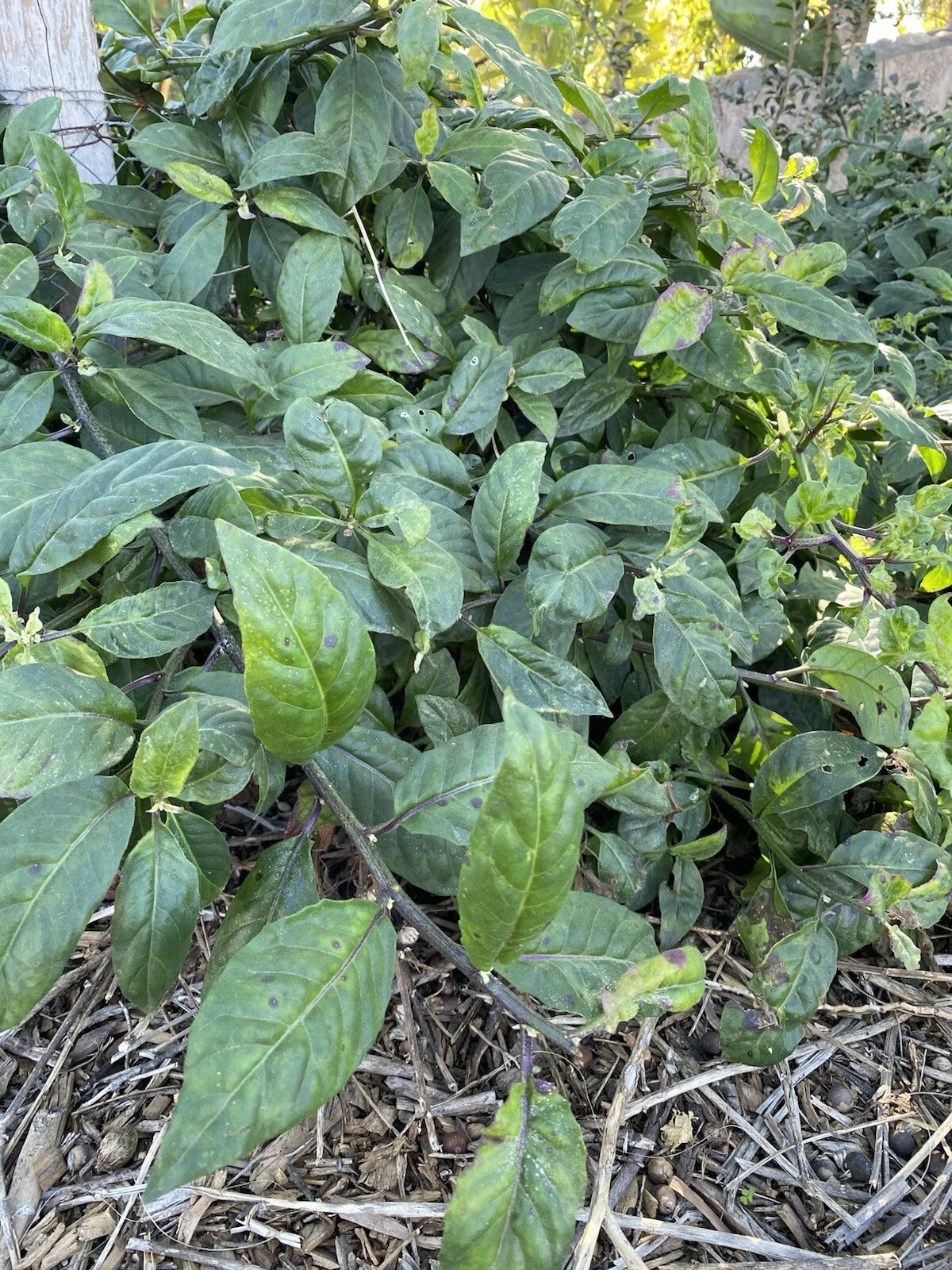 Longevity Spinach Cuttings - 8 Cuttings, Perennial Edible, Gynura procumbens, Fresh Herb Plants for Gardening
