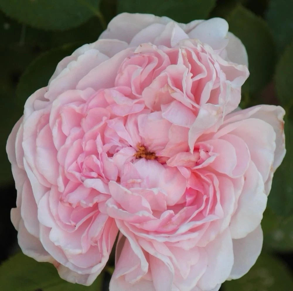 Auswith Climbing Rose Cuttings 3 Pcs 6” Long Unrooted Cuttings Rosa 'Auswith' for Garden Planting