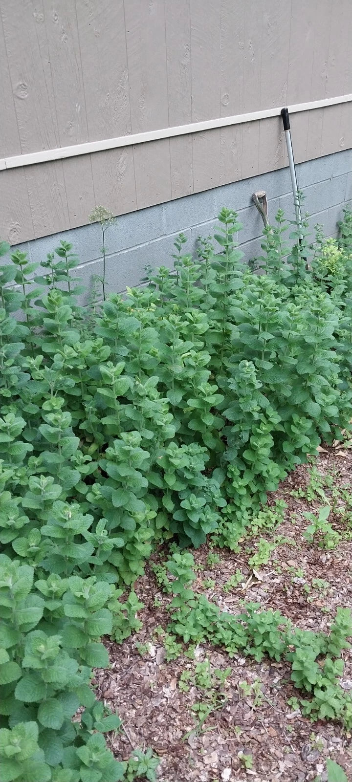 Hardy Giant Apple Mint Plants - 4 Root Stock - Mentha x suaveolens - Fast Growing, Organic, Smoky Mountains, TN