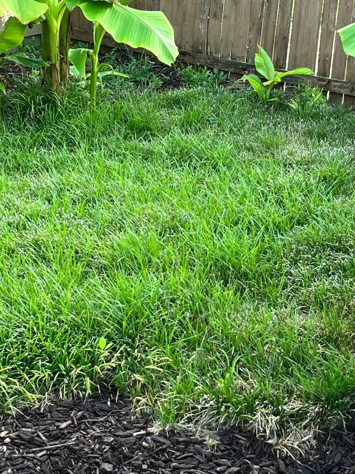 Mondo Grass Ground Cover 50+ Live Plants Evergreen Perennial Deer Resistant Liriope muscari - Low Maintenance Shade Plants