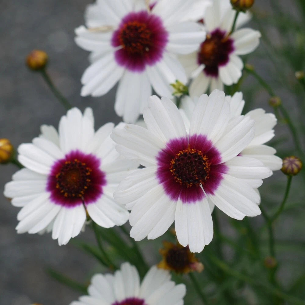Coreopsis 'Ice Wine' Perennial Starter Plant - White Flowers with Mulberry Bases - COREOPSIS - Live Plant in Pot
