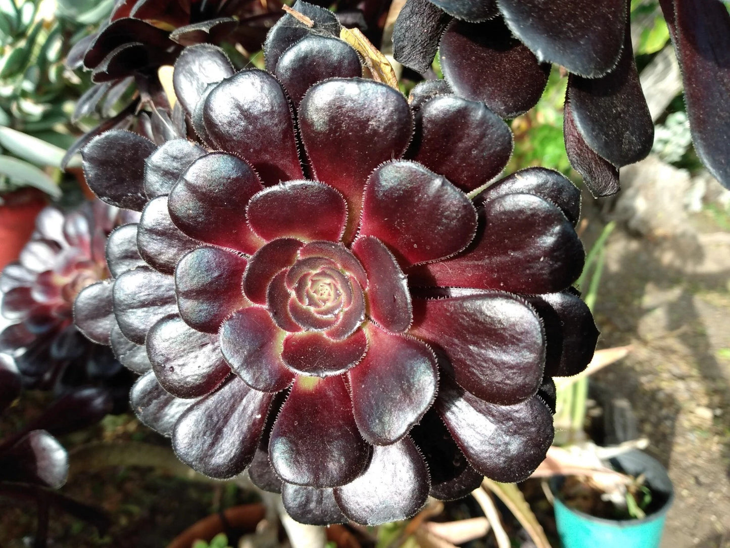 Aeonium Zwartkop Black Rose Succulent Plant - 4-6 inch Live Rooted Rosette - Ornamental Garden Plant