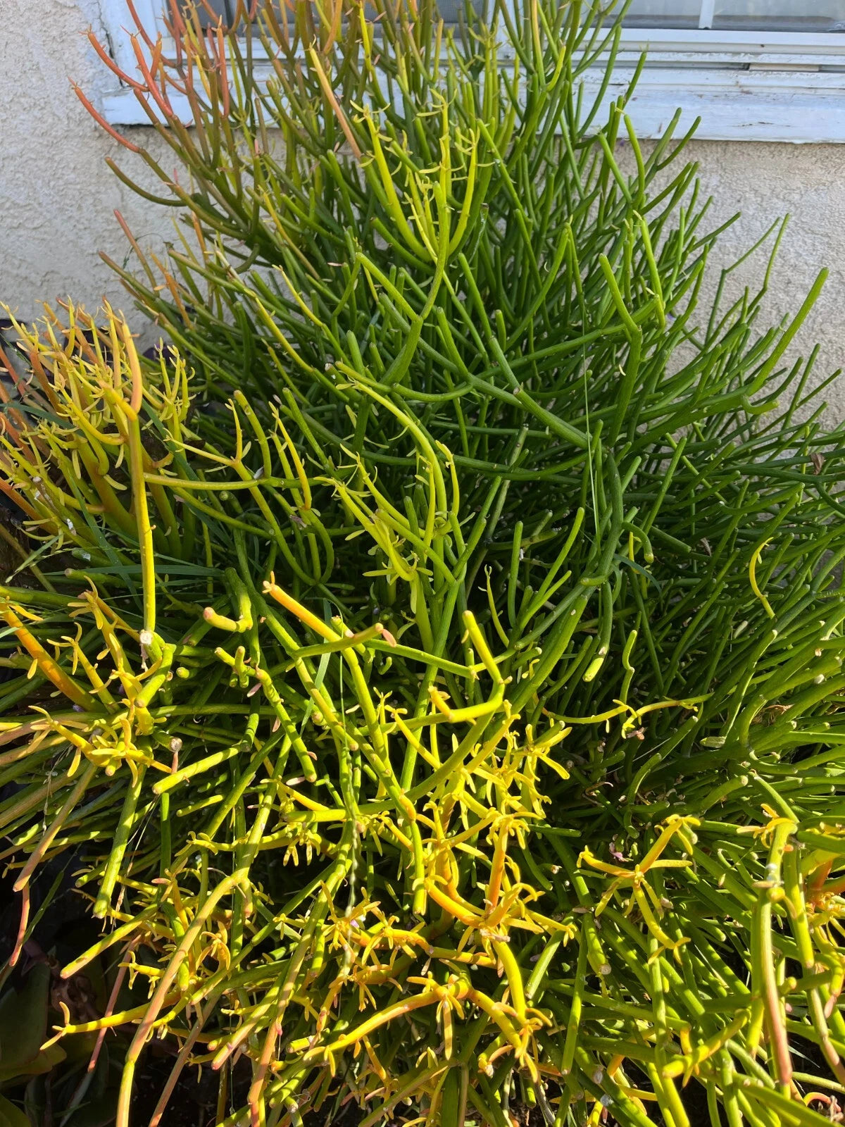 10 Cuttings Fire STICKS Succulent - Euphorbia Tirucalli Pencil Cactus Live Plant Cuttings 4"-8" Length, No Roots or Soil