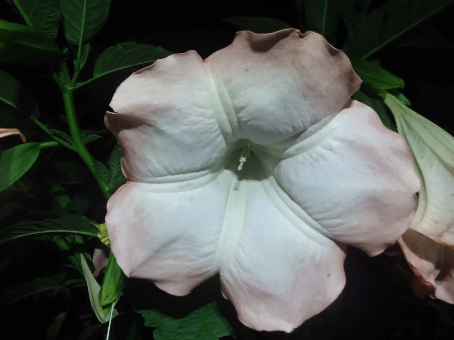 Angel Trumpet Cuttings 10 Pieces Pink/Peach Brugmansia Huge Fragrant Flowers Easy to Grow