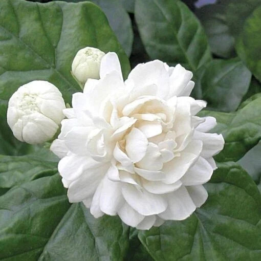 Grand Duke of Tuscany Jasmine Starter Plant - Small Rooted Jasminum Sambac for Home Gardening and Aromatic Blooms