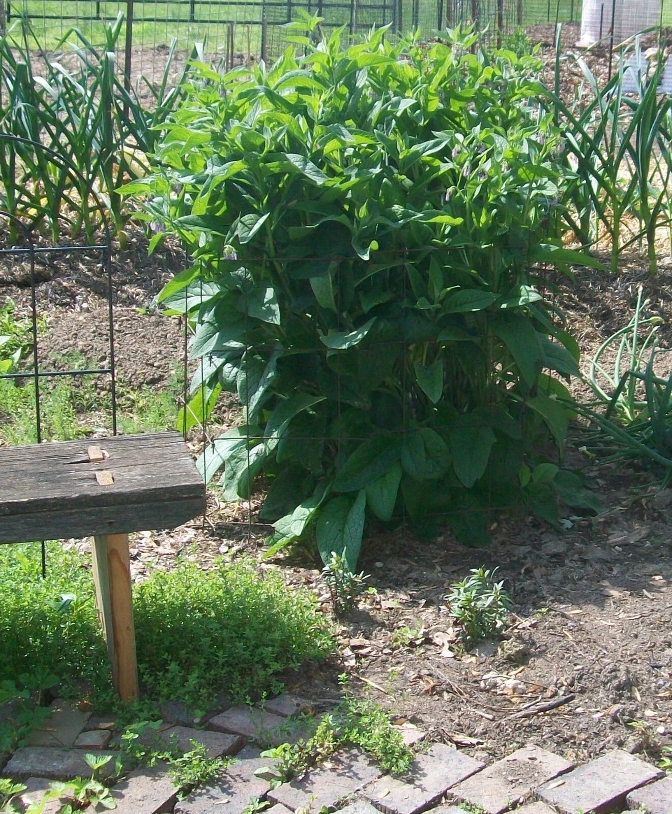 Bocking 14 Comfrey Bare Root Plant - Organic Perennial Herb for Garden Fertilizer & Livestock Feed - Symphytum × uplandicum