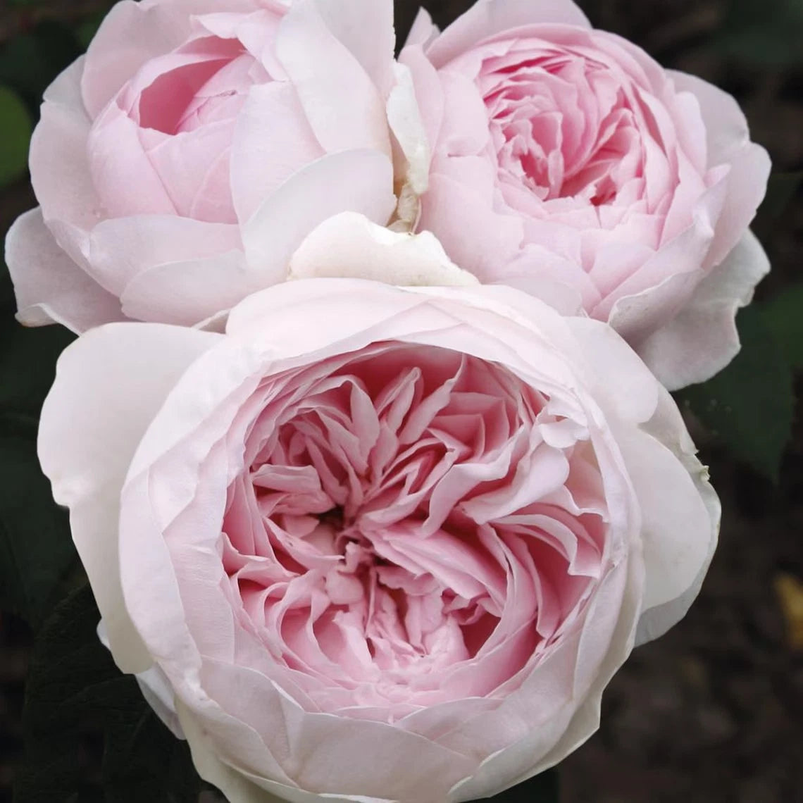 Earth Angel Parfuma Rose Plant 1.5 Gallon Potted Floribunda Creamy White Blush Pink KORgeowim / PP 26,836 Very Fragrant