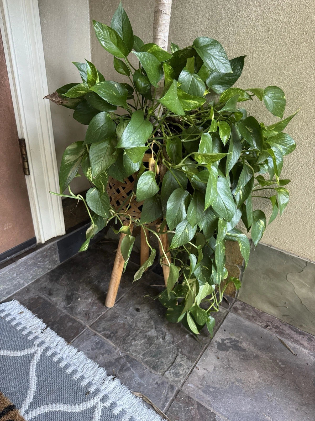 Golden Pothos Plant – 3"-6" Rooted Cuttings – Epipremnum aureum (Devil’s Ivy) – Easy Care Indoor Houseplant