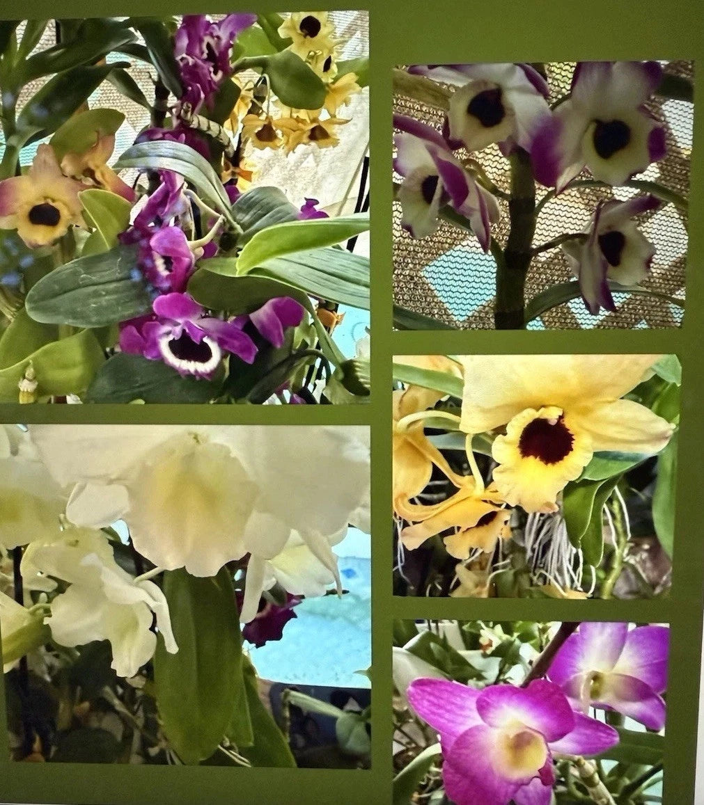 Dendrobium Orchid Plant Rescue - 10 Bare Root Plants - Exotic Bare Root Orchids - No Pot - Certified Growers