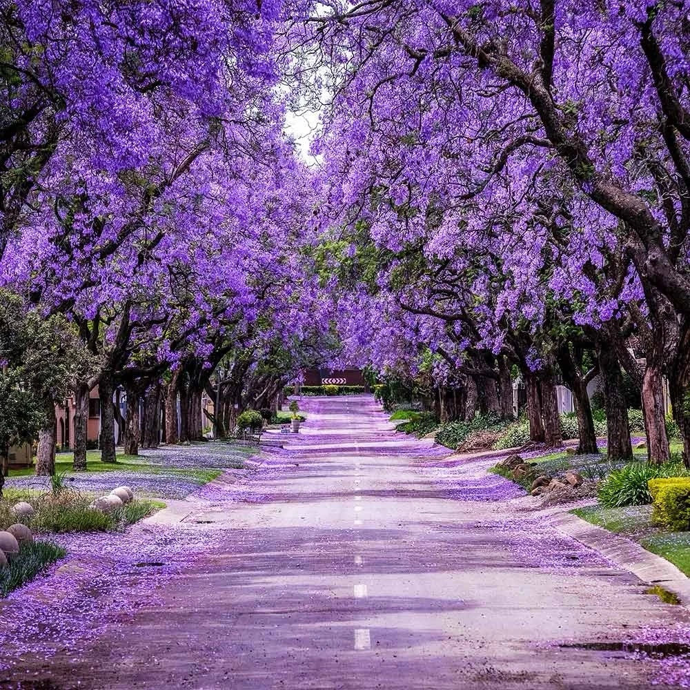 Blue Jacaranda Tree Live Plant 14"-20" Tall – Jacaranda mimosifolia – Purple Flowering Ornamental Tree in 1 Gallon Pot