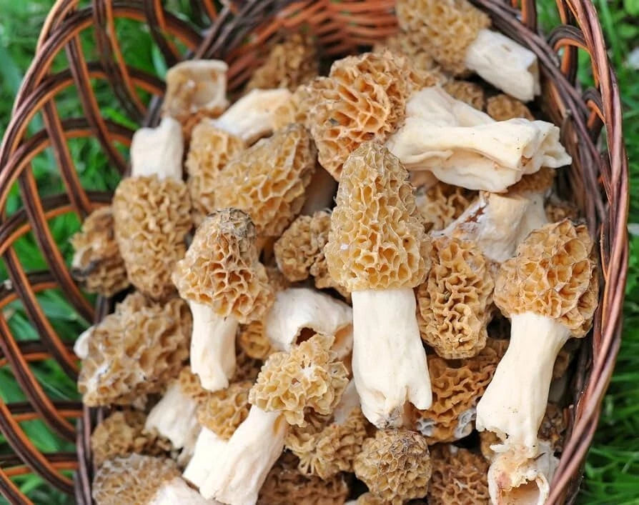 Morel Mushroom Spores Pack - Pre-Mixed Sawdust with Spores for Easy Cultivation - Morchella esculenta