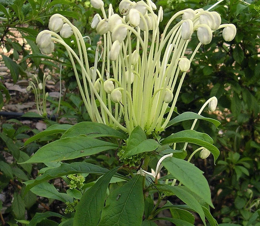 Clerodendrum incisum Starter Plant | Small Well Rooted Rare Musical Notes Plant | Fast Growing Indoor/Outdoor Garden Plant