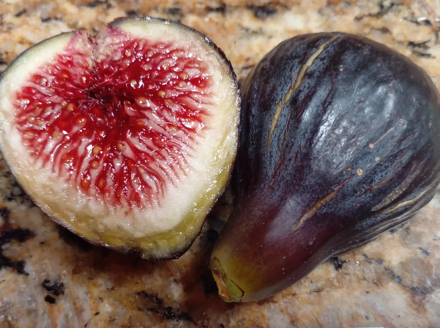 2 Unrooted Cuttings - PLUS WILLOW WATER FOR ROOTING "Black Madeira Fig"