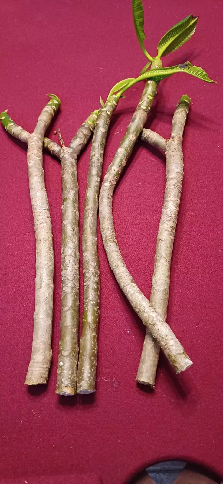 5 Plumeria Cuttings 12"-14" white with yellow center