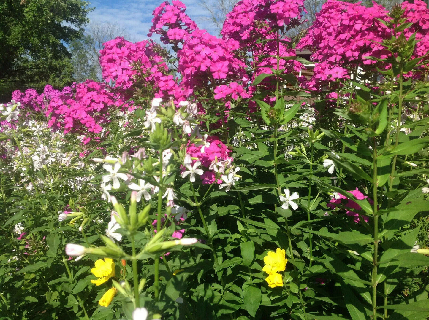 3 Perennial & Fragrant Tall Garden Phlox For Butterflies and Bees