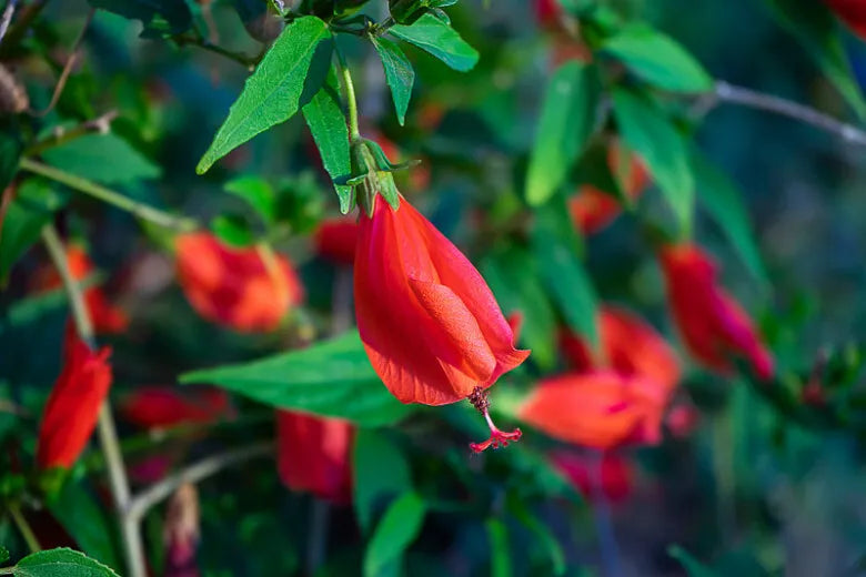 6 cuttings Red Turks Cap or Sleeping Hibiscus / Malvaviscus arboreus