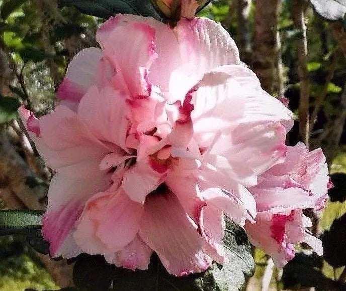 STARTER LIVE PLANT DOUBLE ROSE OF SHARON 1/2 to 1' HIBISCUS ALTHEA PINK FLOWERING