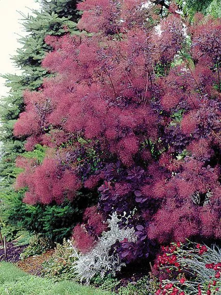 1 Starter Plant (5L) Royal Purple Smokebush Tree (Cotinus coggygria) live plant