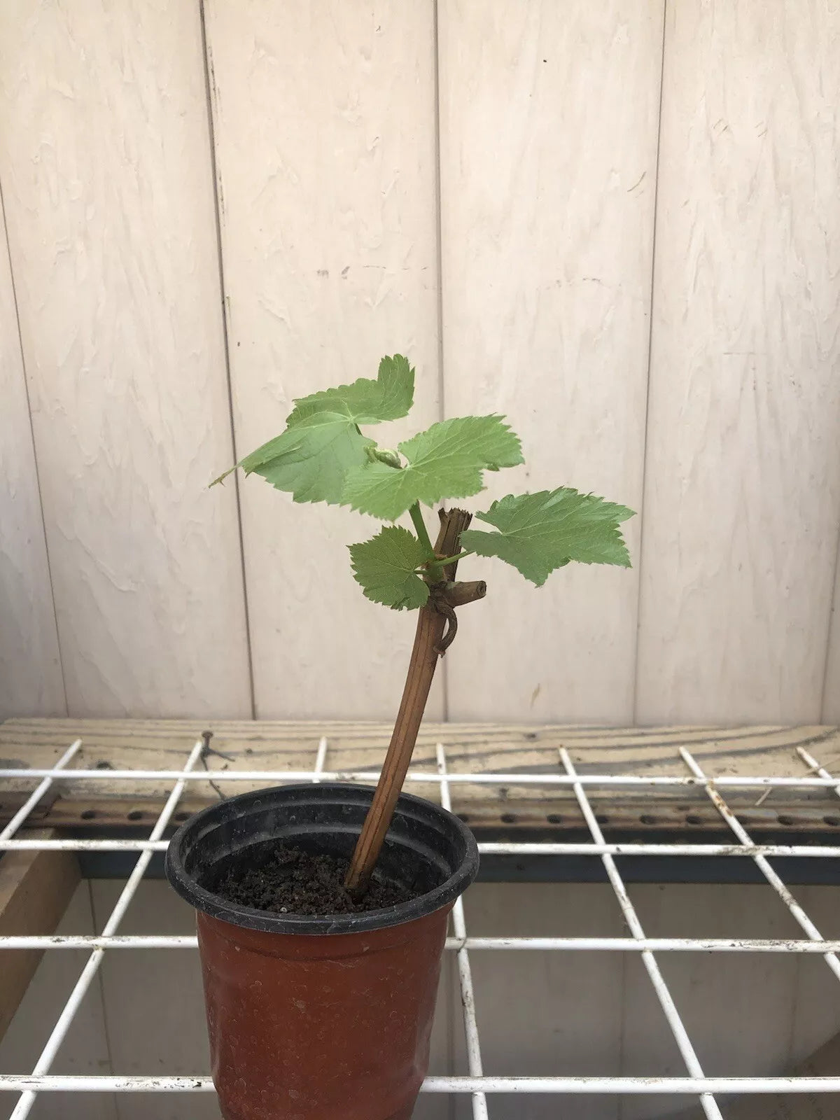 Grape Tree 8” With Pot Cutting Vine Sweet Green Small Fruits Seedless