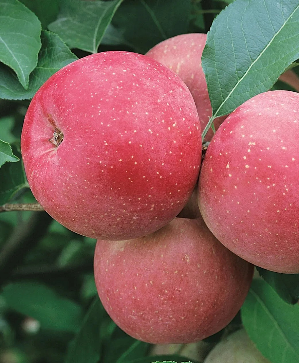 Fuji Apple Tree 24-36" Tall Live Plant Fruit Tree Malus Fuji