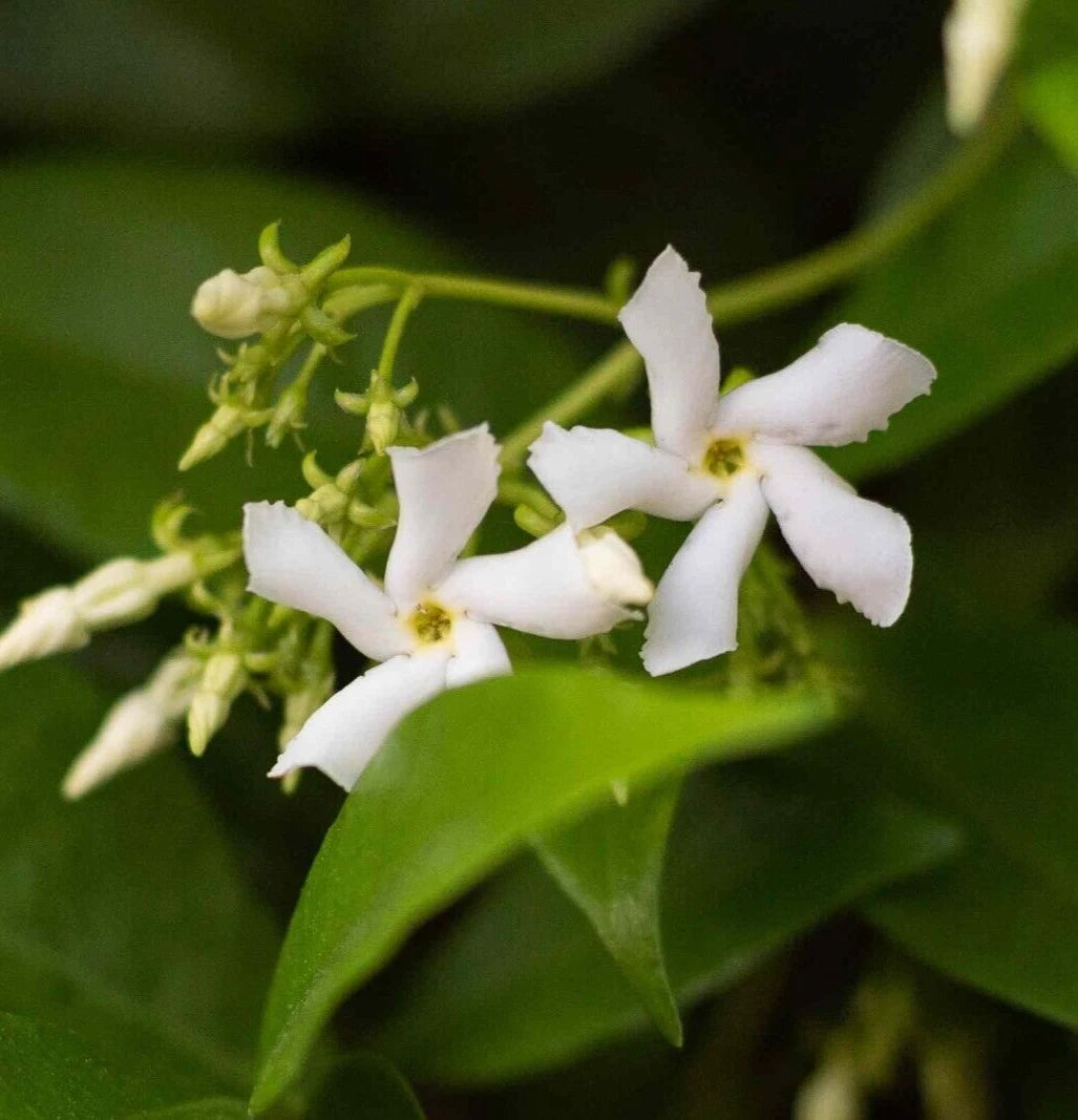 Star Jasmine Cuttings 6" Live 7-Pack Trachelospermum Jasminoides Organic Climbing Shrub with White Flowers