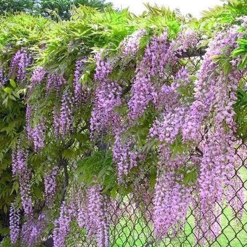 1 Blue Wisteria Live tree 3.5 in pot 8 to 14 inches