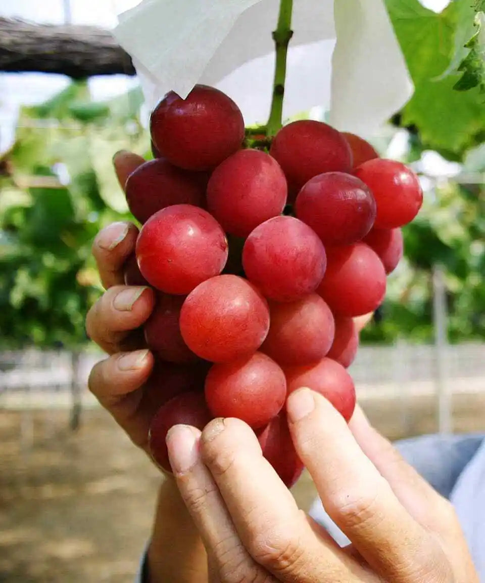 2 Ruby Red Seedless Live Grape Planst 1-2 Year Old