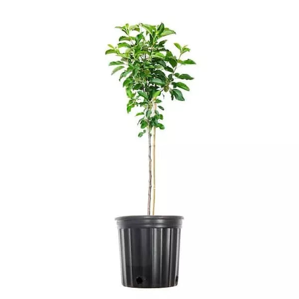 Apple Fuji 5Gallon Plant Apple Deep Red Malus Domestica Fuji Fruit Tree Live Plant