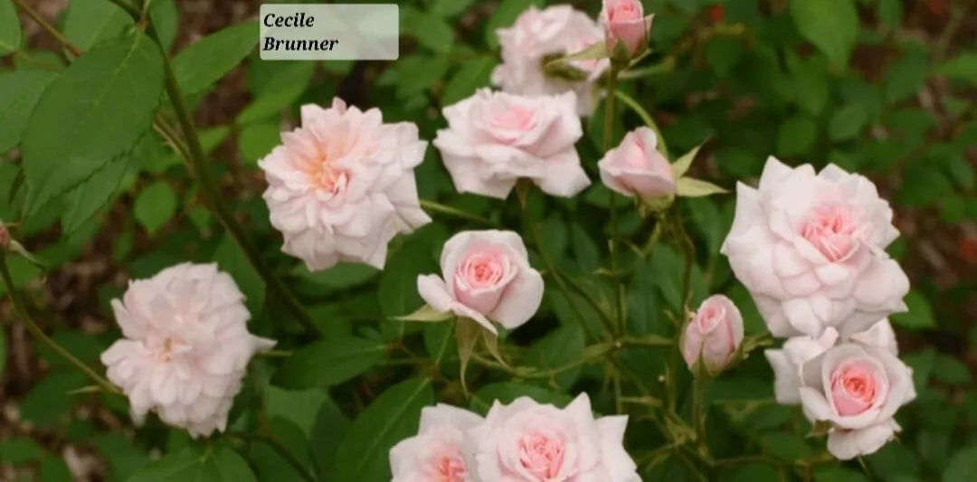 Cecile Brunner Climbing Rose 3-6" Live Plant