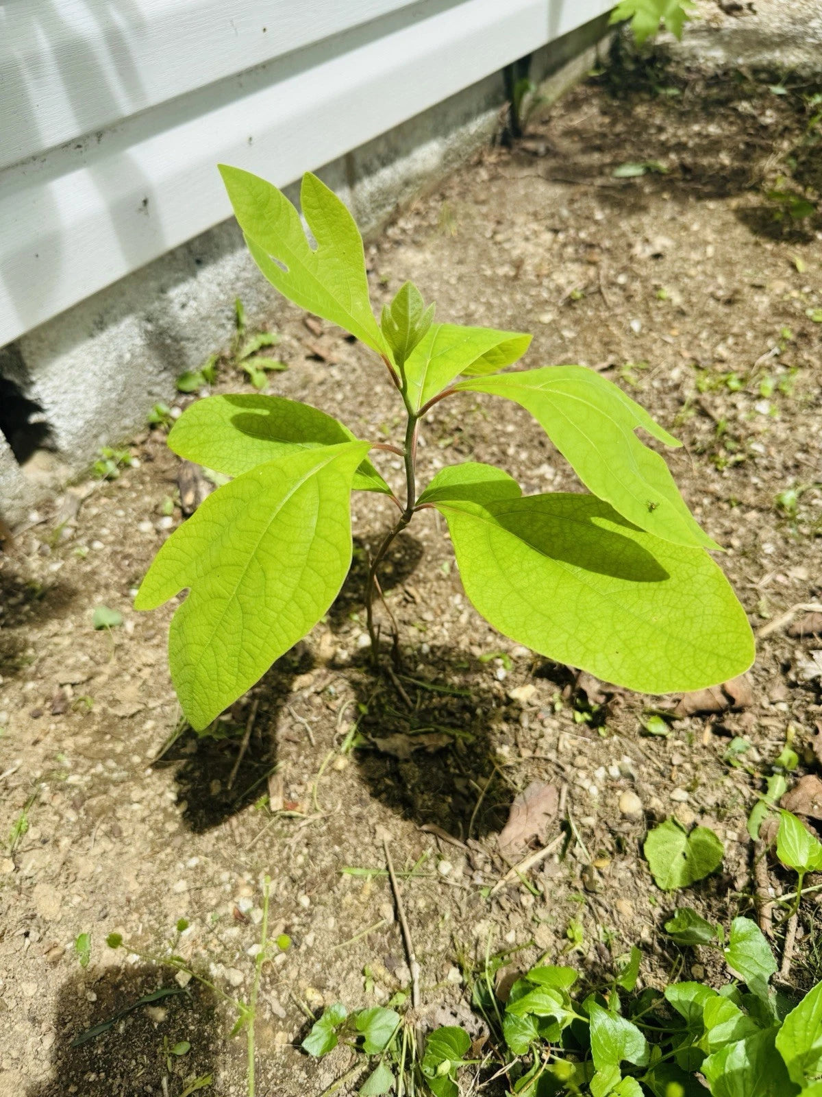 sassafras plant seeds Organic Sassafras Tree Bare Root - Non-GMO Live Plant - 5 Inch with Long  Feeder Roots