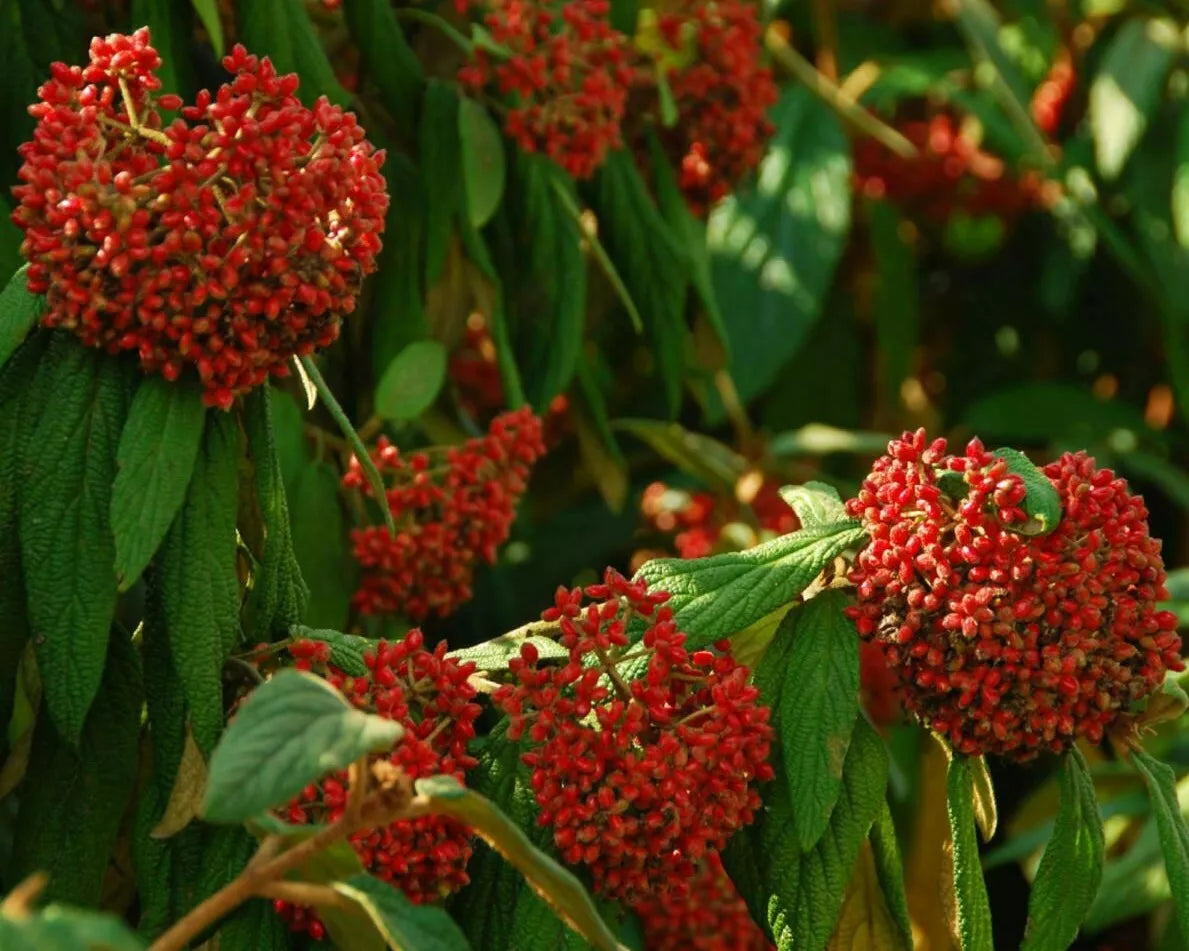 1pc Prague Viburnum Shrub/Bush 6-12" Tall Live Plant Viburnum Pragense
