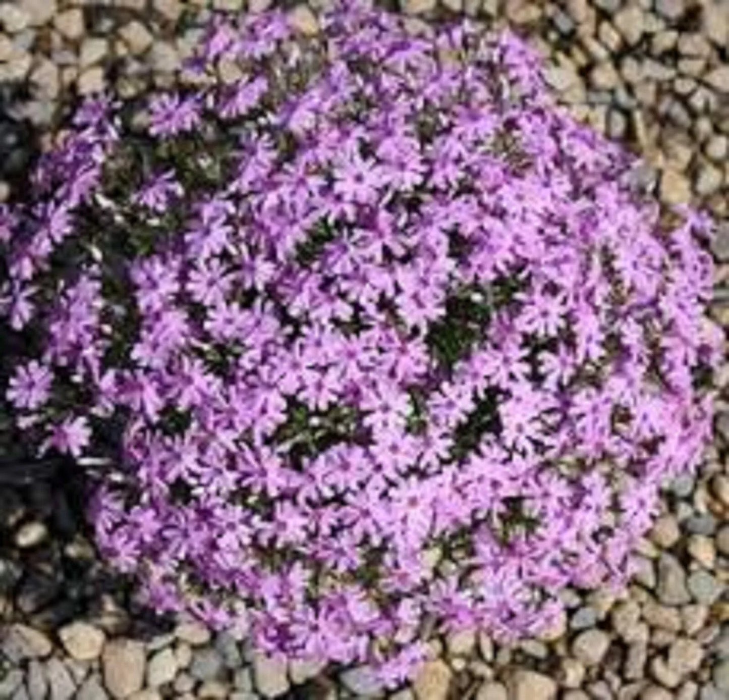 1 STARTER PLANT PHLOX SUBULATA 'FORT HILL'