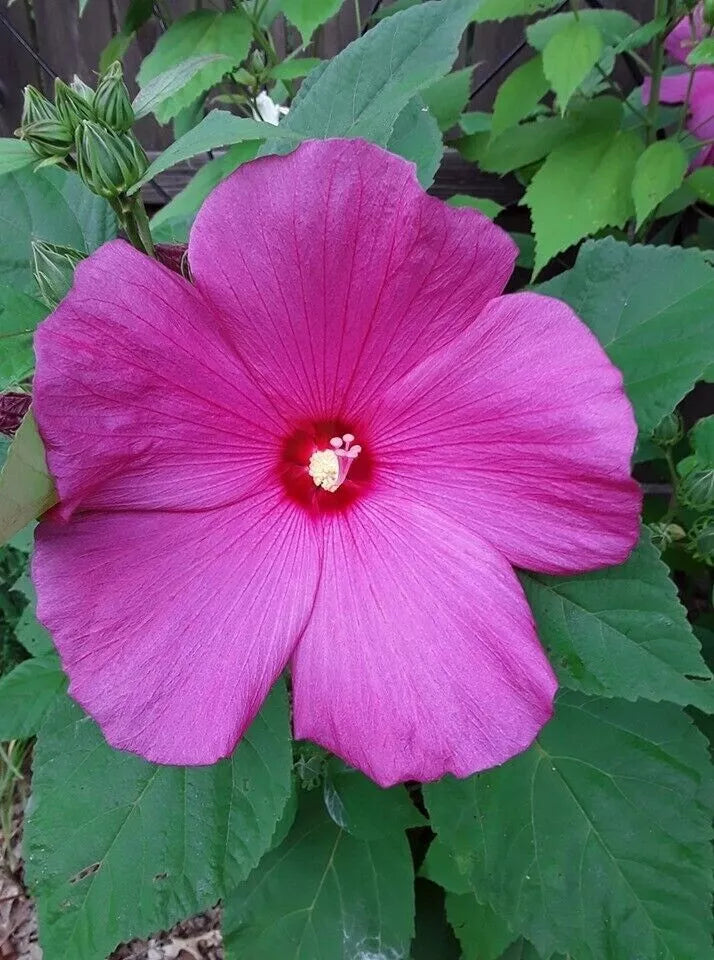 50 Hardy Hibiscus Seeds Luna Dark Pink Perennial