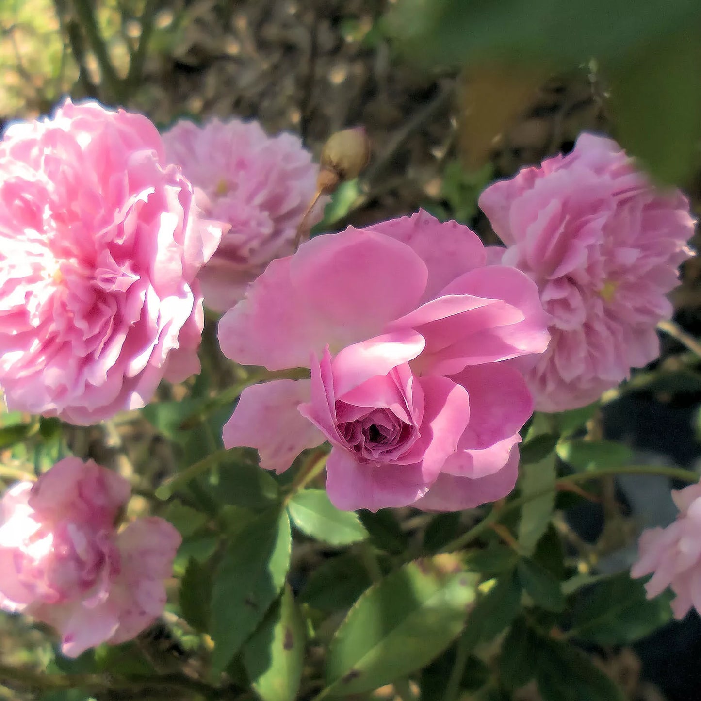 CALDWELL PINK Old Heirloom Antique Own Root Rose Pink