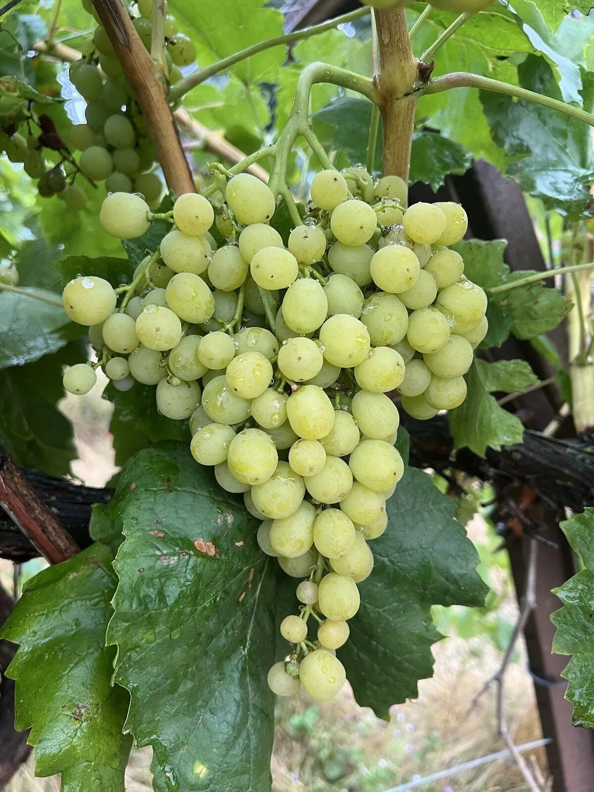 Diamond Muscat grape plants bare roots