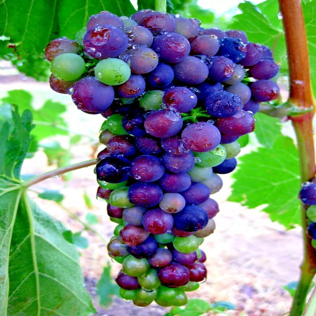 20 WINE GRAPE SEEDS (Vitis vinifera) Vine Tree Fast Hardy
