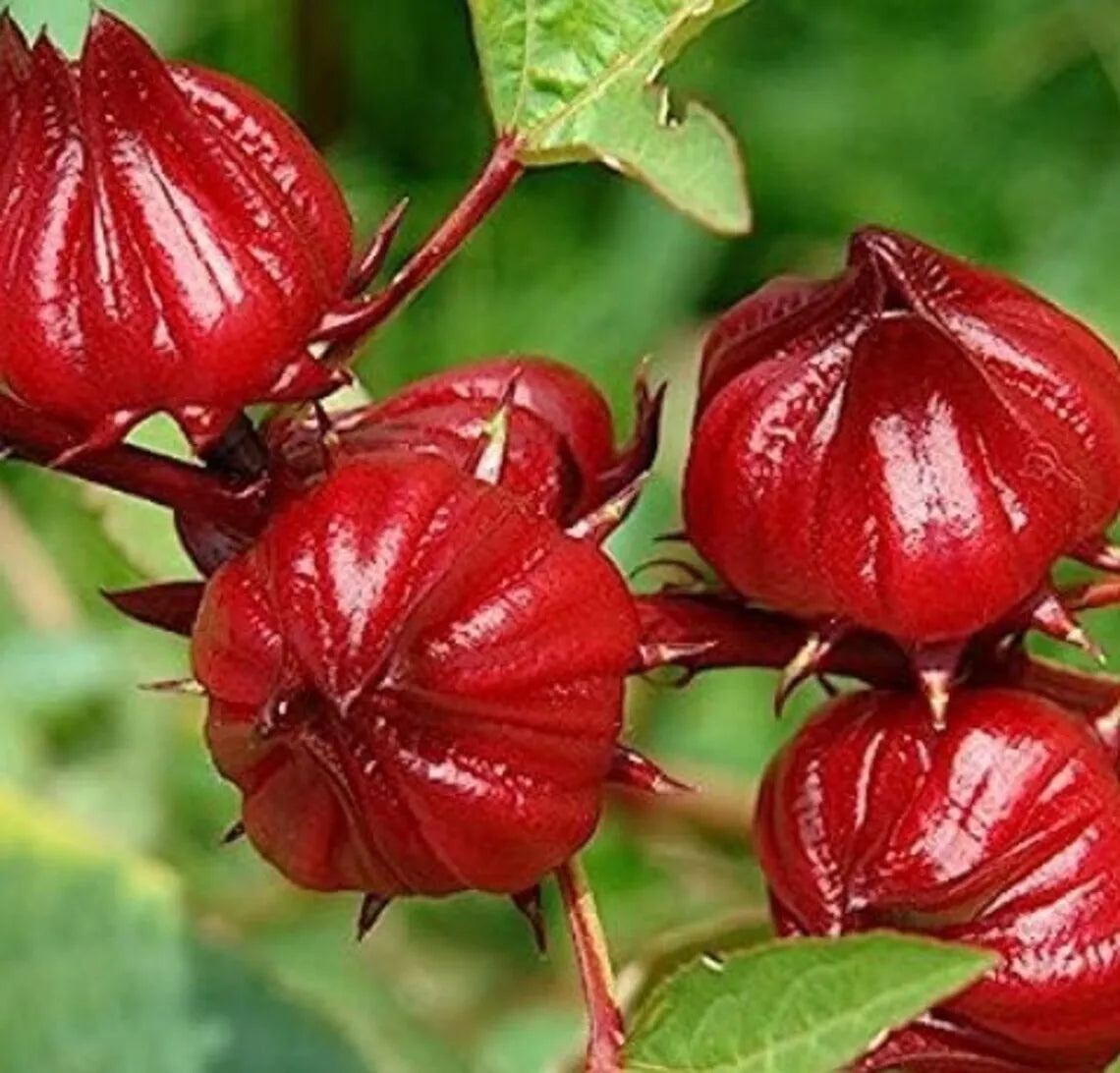 Live Plant 10-12 inch Gongura Roselle Hibiscus