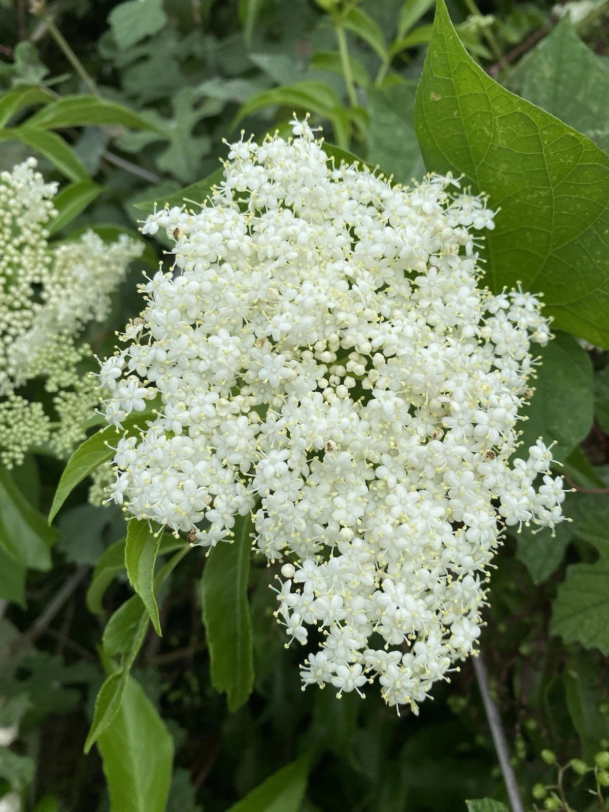 Organic Elderberry Cuttings 6 Pack - Sambucus canadensis - Wild Native, Easy-to-Root, Edible Berries for Foragers & Gardens