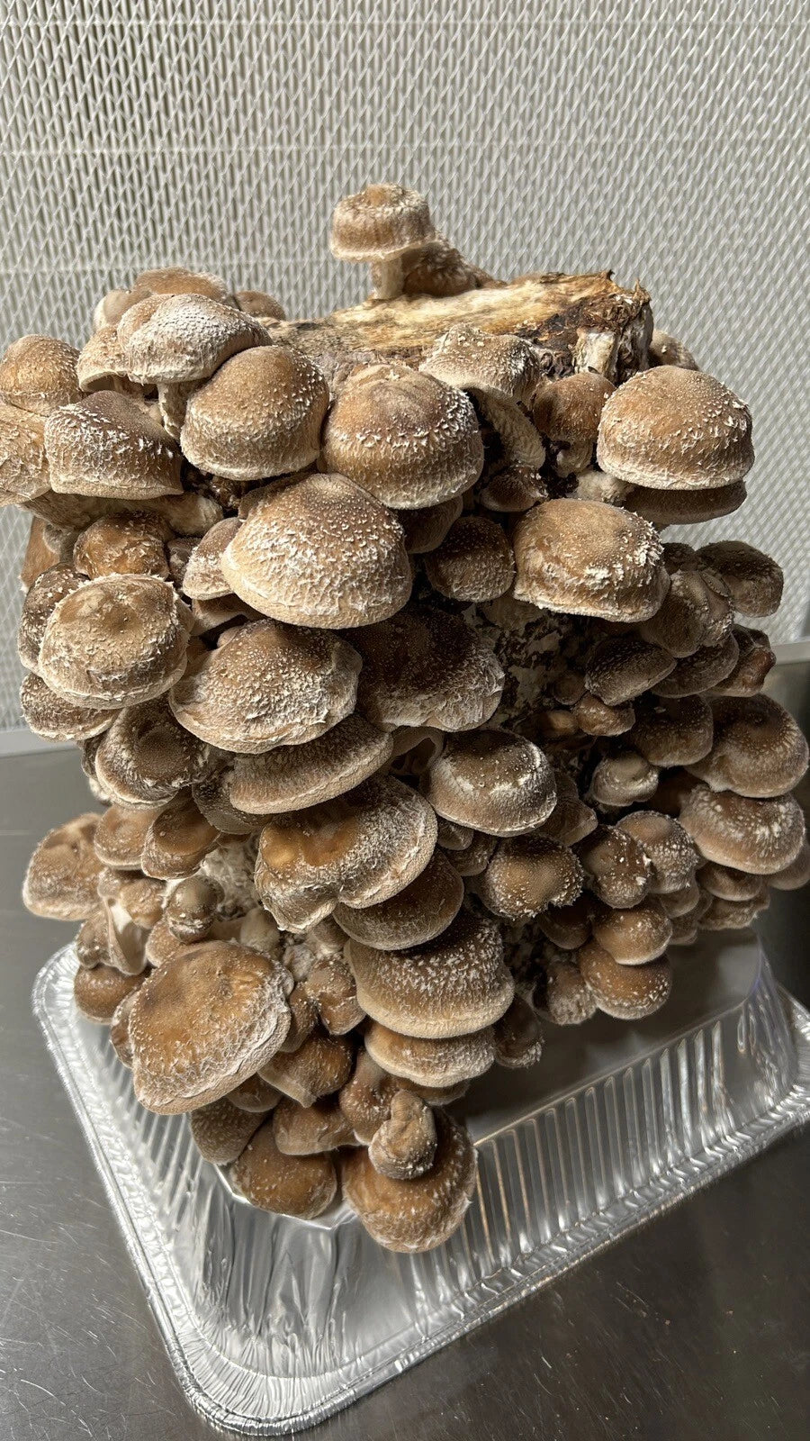 Shiitake Mushroom Liquid Culture Syringe 10ml - Lentinula edodes for Mycology and Home Growing
