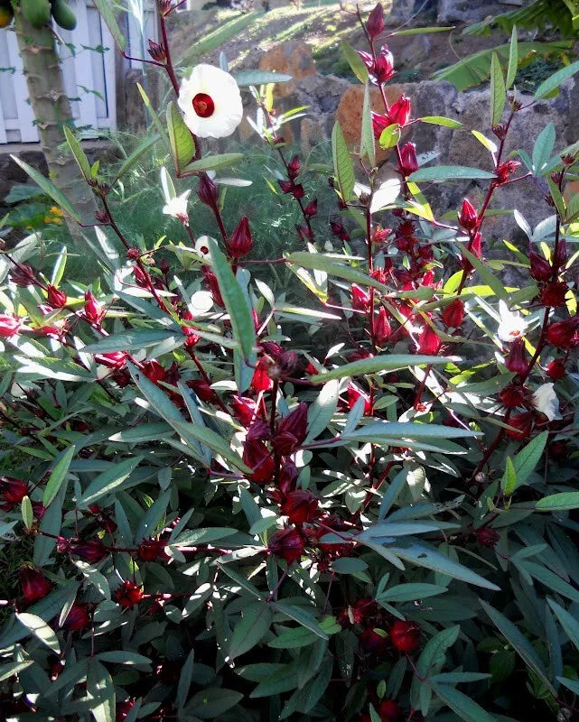 30 Roselle Seeds Gongura Sour-leaf Sorrel Hibiscus sabdariffa