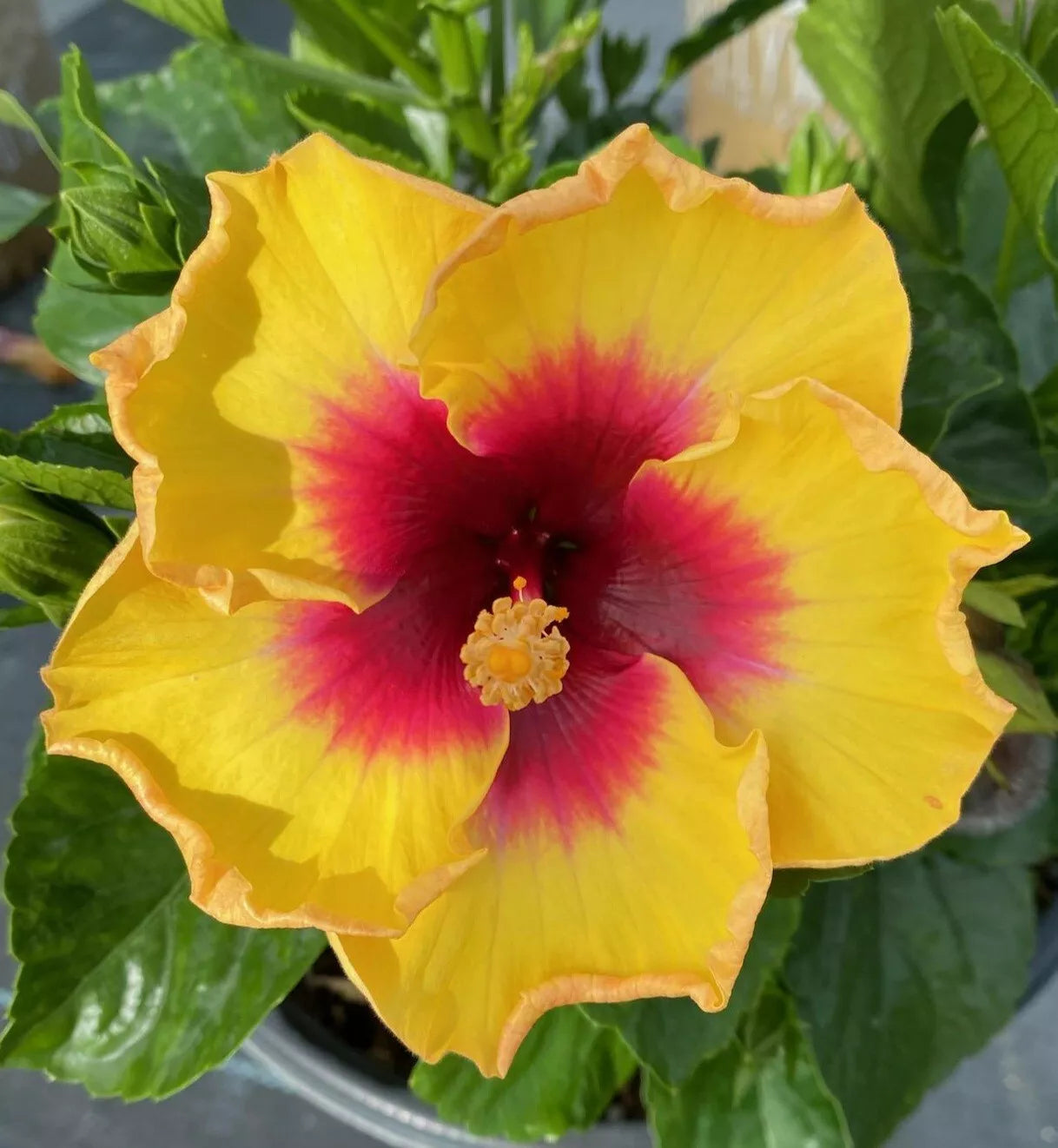 LIVE PLANT 10 TO 15 INCHES TALL EXOTIC YELLOW HIBISCUS
