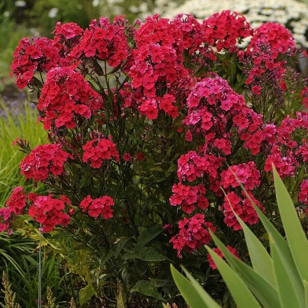 1 Red Riding Hood Tall Garden Phlox