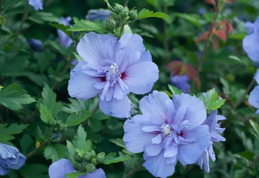 Hibiscus syriacus Blue Chiffon Rose of Sharon 4" Pot Live Plant