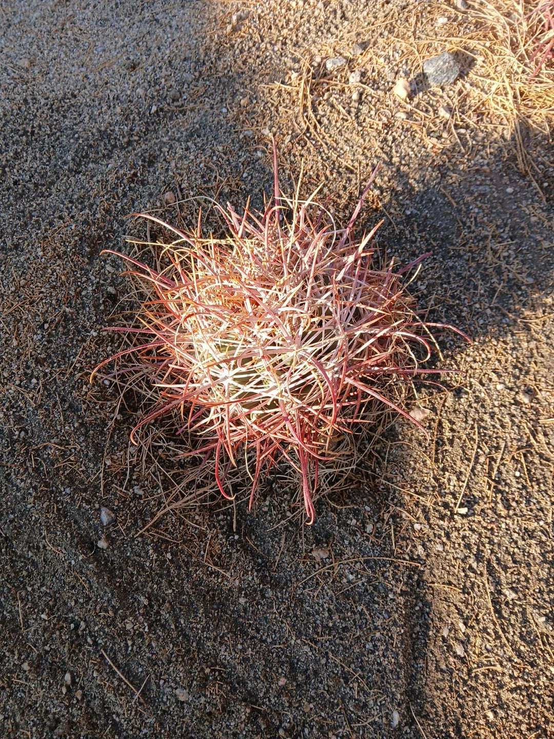 Red Barrel Cactus 8x8 Inch Bare Root - Echinocactus polycephalus - Ideal for Indoor or Outdoor Gardening, Unique Desert Plant
