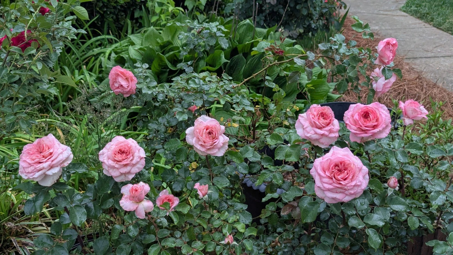 Savannah Sunbelt Hybrid Tea Rose Cuttings - 3 Unrooted 6" Long Fragrant Roses - Rosa hybrid