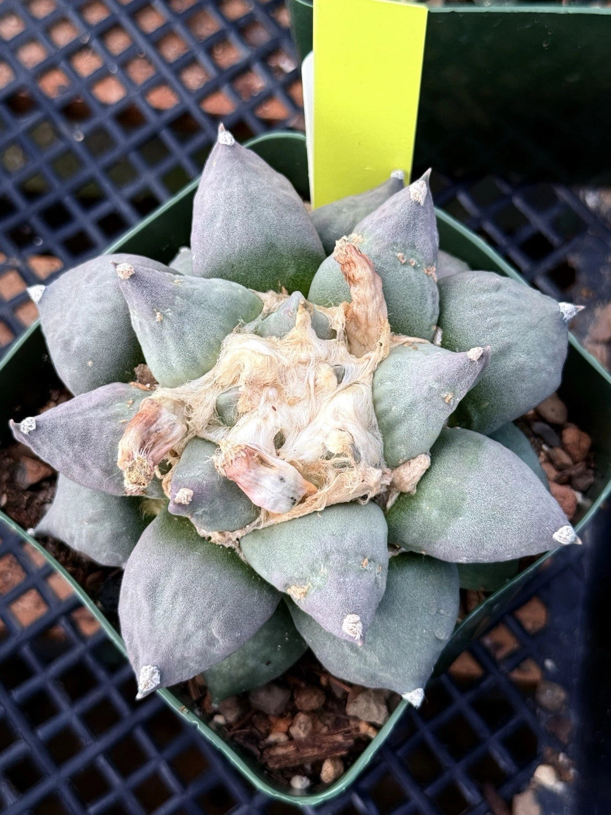 Retusus Degraft Rooted Cactus - Hello Variety - Unique Shape & Color - (Scientific Name: Notocactus retusus)