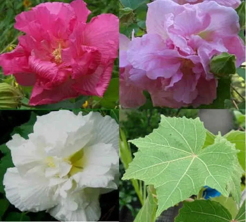 50 Seeds Southern Confederate Rose Hibiscus Mutabilis Dixie Rosemallow